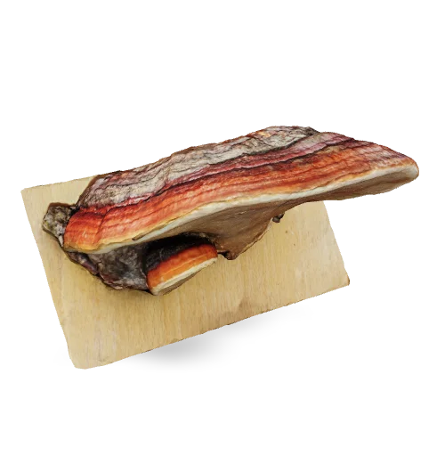 TeaserBild: Rotrandiger Baumschwamm